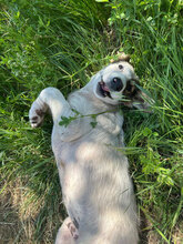 ATLAS, Hund, Mischlingshund in Rumänien - Bild 7