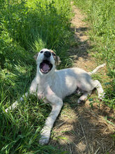 ATLAS, Hund, Mischlingshund in Rumänien - Bild 8