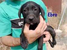 EBRO, Hund, Labrador-Mischling in Spanien - Bild 1