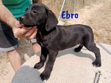 EBRO, Hund, Labrador-Mischling in Spanien - Bild 10