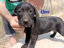 EBRO, Hund, Labrador-Mischling in Spanien - Bild 2