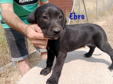 EBRO, Hund, Labrador-Mischling in Spanien - Bild 3