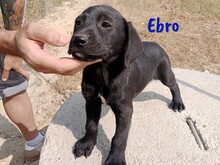 EBRO, Hund, Labrador-Mischling in Spanien - Bild 4