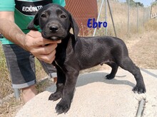EBRO, Hund, Labrador-Mischling in Spanien - Bild 5