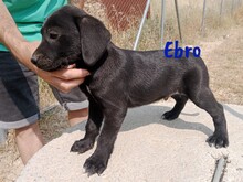 EBRO, Hund, Labrador-Mischling in Spanien - Bild 6