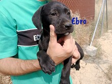 EBRO, Hund, Labrador-Mischling in Spanien - Bild 7
