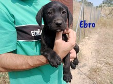 EBRO, Hund, Labrador-Mischling in Spanien - Bild 8