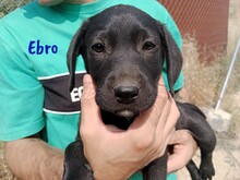 EBRO, Hund, Labrador-Mischling in Spanien - Bild 9