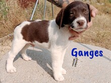 GANGES, Hund, Labrador-Mischling in Spanien - Bild 1