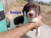GANGES, Hund, Labrador-Mischling in Spanien - Bild 2