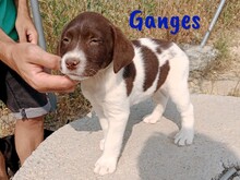 GANGES, Hund, Labrador-Mischling in Spanien - Bild 3