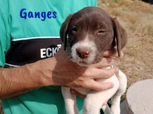 GANGES, Hund, Labrador-Mischling in Spanien - Bild 4