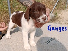 GANGES, Hund, Labrador-Mischling in Spanien - Bild 5