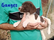 GANGES, Hund, Labrador-Mischling in Spanien - Bild 6