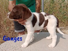 GANGES, Hund, Labrador-Mischling in Spanien - Bild 7