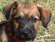 KOFI, Hund, Mischling in Ungarn - Bild 1