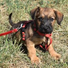 KOFI, Hund, Mischling in Ungarn - Bild 3