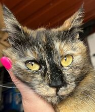 JANKA, Katze, Hauskatze in Ungarn - Bild 1