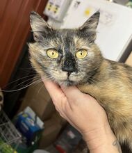 JANKA, Katze, Hauskatze in Ungarn - Bild 2