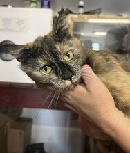 JANKA, Katze, Hauskatze in Ungarn - Bild 3