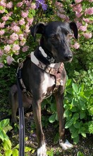 FALCO, Hund, Podenco Andaluz in Bammental - Bild 10