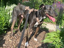 FALCO, Hund, Podenco Andaluz in Bammental - Bild 11