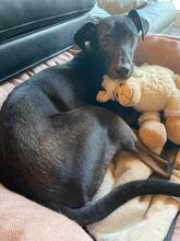 FALCO, Hund, Podenco Andaluz in Bammental - Bild 12