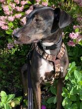 FALCO, Hund, Podenco Andaluz in Bammental - Bild 4