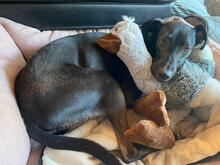 FALCO, Hund, Podenco Andaluz in Bammental - Bild 5