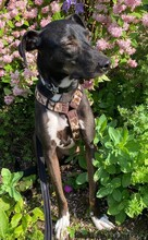 FALCO, Hund, Podenco Andaluz in Bammental - Bild 6