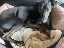 FALCO, Hund, Podenco Andaluz in Bammental - Bild 9