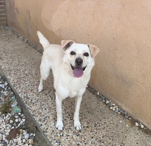 PERLA, Hund, Mischlingshund in Italien - Bild 1