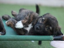 DENVER, Hund, Mischlingshund in Spanien - Bild 1