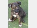 DENVER, Hund, Mischlingshund in Spanien - Bild 4