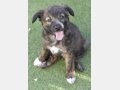 DENVER, Hund, Mischlingshund in Spanien - Bild 5
