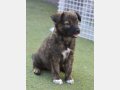 DENVER, Hund, Mischlingshund in Spanien - Bild 6