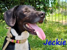 JECKIE, Hund, Mischlingshund in Griechenland - Bild 1
