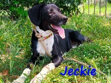 JECKIE, Hund, Mischlingshund in Griechenland - Bild 2