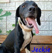 JECKIE, Hund, Mischlingshund in Griechenland - Bild 3
