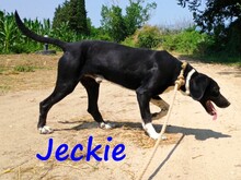 JECKIE, Hund, Mischlingshund in Griechenland - Bild 4