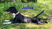 JECKIE, Hund, Mischlingshund in Griechenland - Bild 5