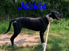 JECKIE, Hund, Mischlingshund in Griechenland - Bild 8