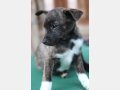 GEORGIA, Hund, Mischlingshund in Spanien - Bild 2