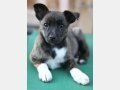 GEORGIA, Hund, Mischlingshund in Spanien - Bild 3