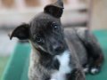 GEORGIA, Hund, Mischlingshund in Spanien - Bild 4