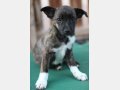 GEORGIA, Hund, Mischlingshund in Spanien - Bild 5