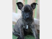DALLAS, Hund, Mischlingshund in Spanien - Bild 1