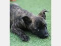 DALLAS, Hund, Mischlingshund in Spanien - Bild 2