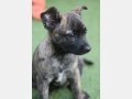 DALLAS, Hund, Mischlingshund in Spanien - Bild 3