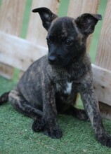 DALLAS, Hund, Mischlingshund in Spanien - Bild 4